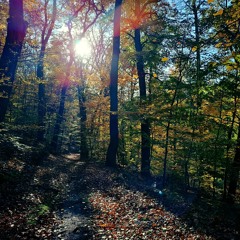 Psychedelic Folk Covers