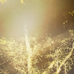 Salme 117 solo forsøk v1