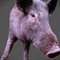 Wild Boars In My Garden