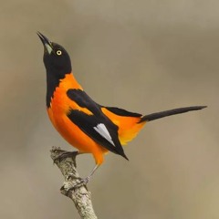 Birds II