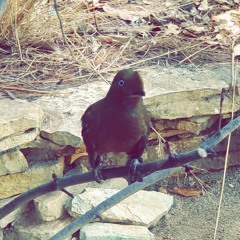 dry january (daniel tanghal cover)