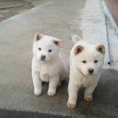 멍멍이-프리스타일