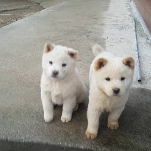 멍멍이-프리스타일