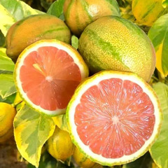 Kilo Kurtis - Pink Lemon (Bassline House)