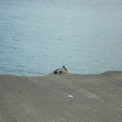 FINDAWAY2