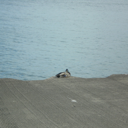 FINDAWAY2