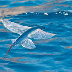 Bad trip REMIX (feat.LazyKoi) (prod. kylejunior)