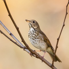 "Come In" by Robert Frost, recited by Elsa Schisler