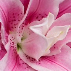 IZ*ONE + Tim Reaper = PANORAMARITANS