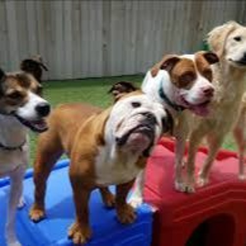 Doggie Day care and Pet walking in Lakewood, Washington