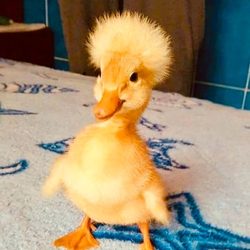 10th anniversary of duck dance @ sisyphos wintergarten-10-06-2024