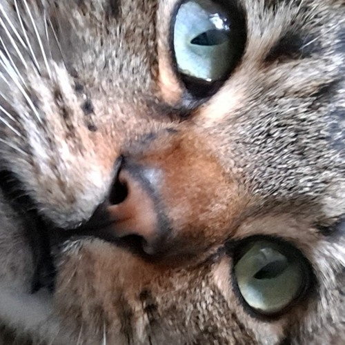 Jaina, the Two-Faced Cat