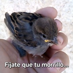 Payasada First Kicks