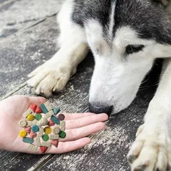 mehr ziehen als nen Schlittenhund [180BPM]