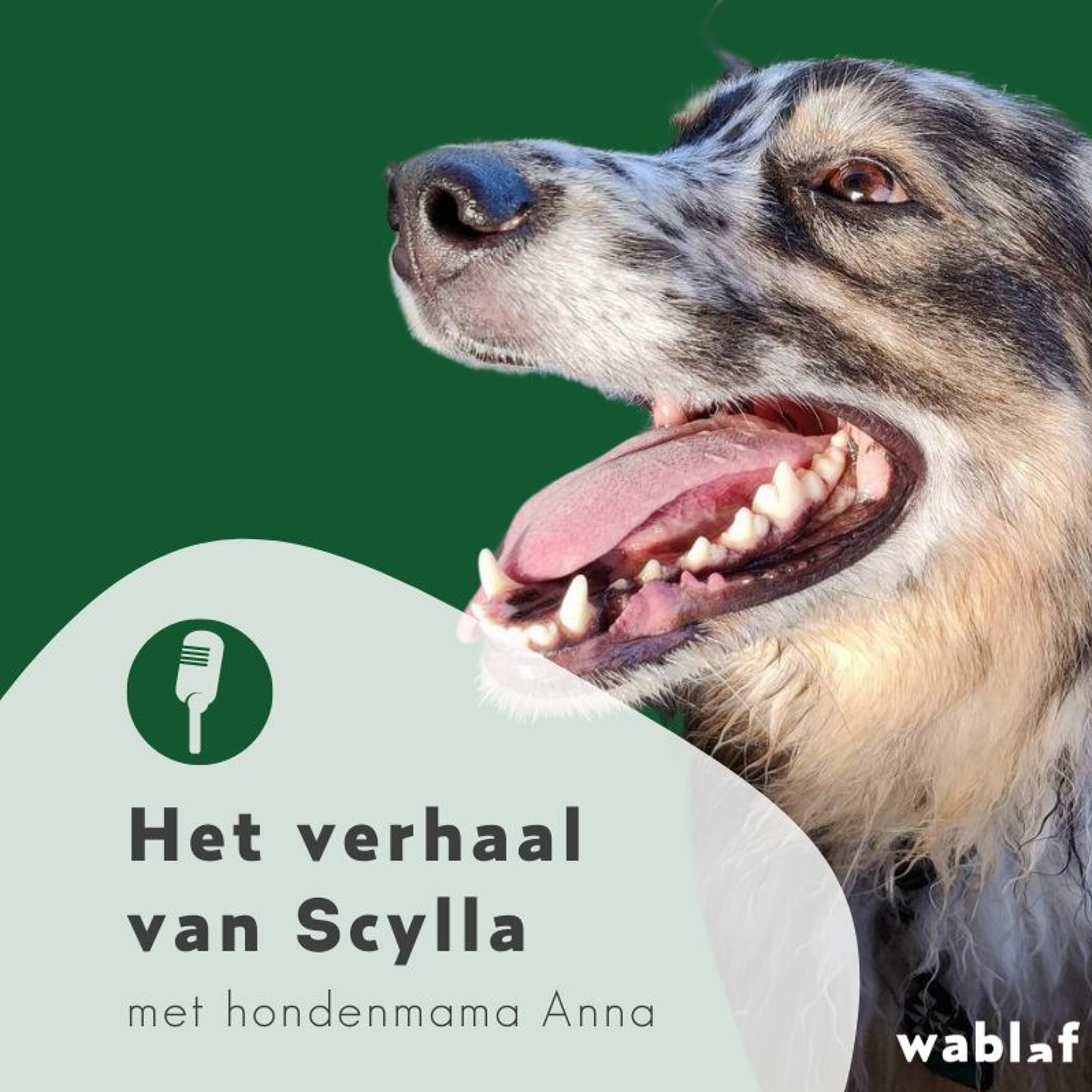 Bewuste Hondenmoeders
