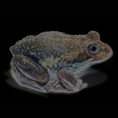 2023.12.23 Night Dreaming. One Final Banjo Frog. Early Summer.
