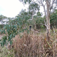 FKISM: Fairy wrens and echidna, Carrickalinga Creek reed bank, Yankalilla - April 2023