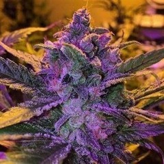 Ganja