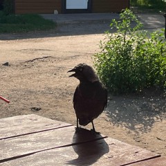 Не подходи
