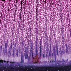 Review Special Price Ashikaga Flower Park Illumination Admission Ticket