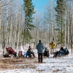 Populus tremuloides (Fall Series)
