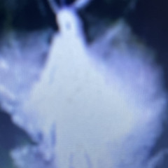 EMBALMER- sgiathach