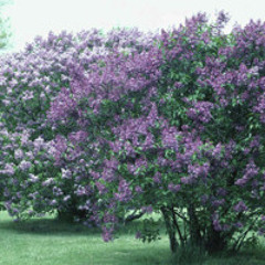 Lilac