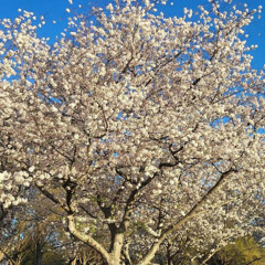 When The Dogwoods Bloom
