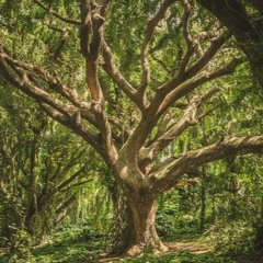 between the shadows in the forest