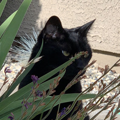 out getting ribs (short v1)