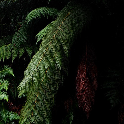 • Mntls • Cyatheales | introspectiva
