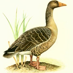 Form007 (Geese Of Westerbork)