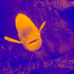 incident edit [free dl]