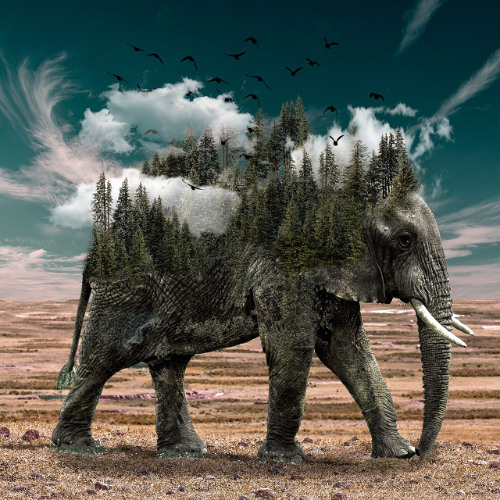 animal track 1
