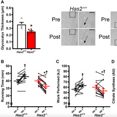 Supplement That Supports the Glycocalyx in Blood Vessels May Reduce Frailty in Older Adults