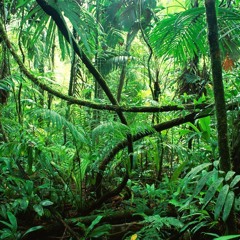 Seccy Over Der (Jungle Vip) V1 Test