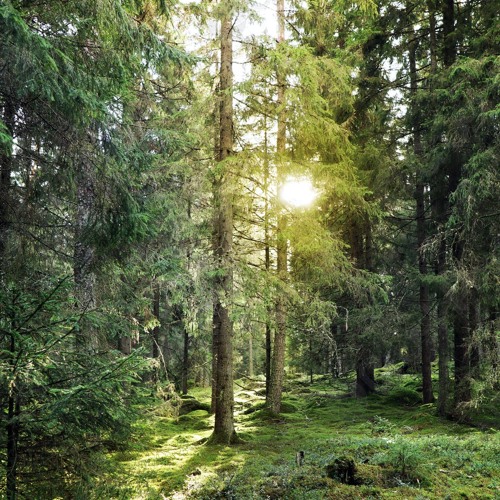 The Law Of Nature (2021 selection MIX)