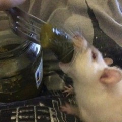 🔀◀️⏸▶️🔁