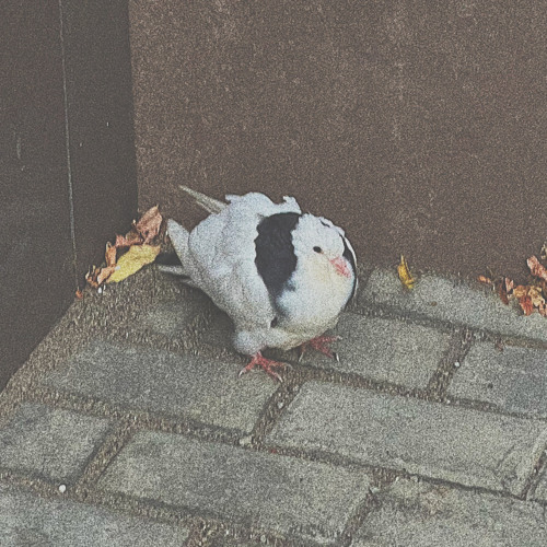 HEY!AUTUMN