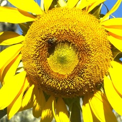 SUNFLOWER 2x