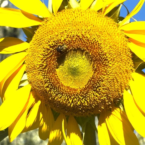 SUNFLOWER 2x