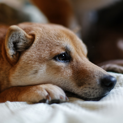Tasty Toxins: Hidden Hazards for Pets and Livestock