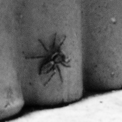 demo ****xxxx aranha3Am...