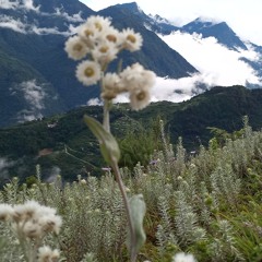 Dashi Namlue || Monpa Song