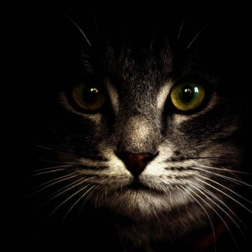 «Night Hunting Of My Cat». Op.47.