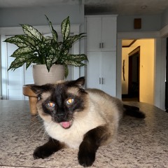 WYVERN-Octopus(Stix rmx)(Direct DL)