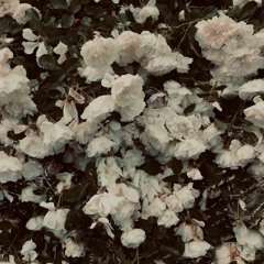 a body without organs