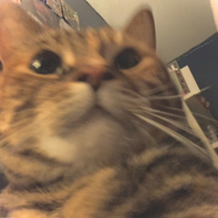 love song for porpoises