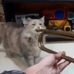 Cat playing the trumpet. (1)