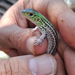 Desconfiguracion de lo primordial